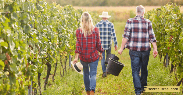 Bat Shlomo Vineyards