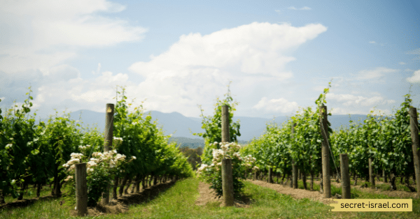 Binyamina Winery
