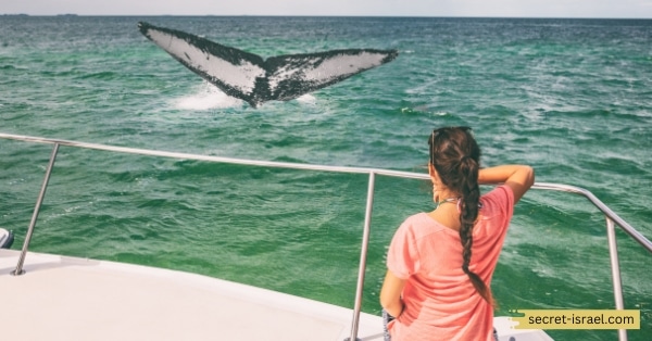 Boat Tours
