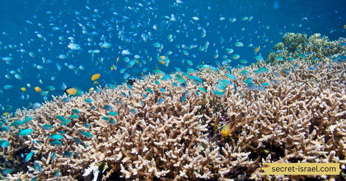 Coral Gardens