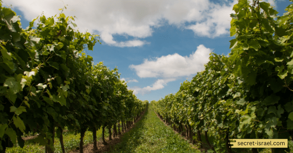 Dalton Winery