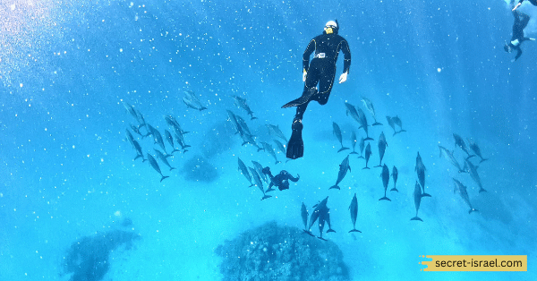 Dolphin Reef