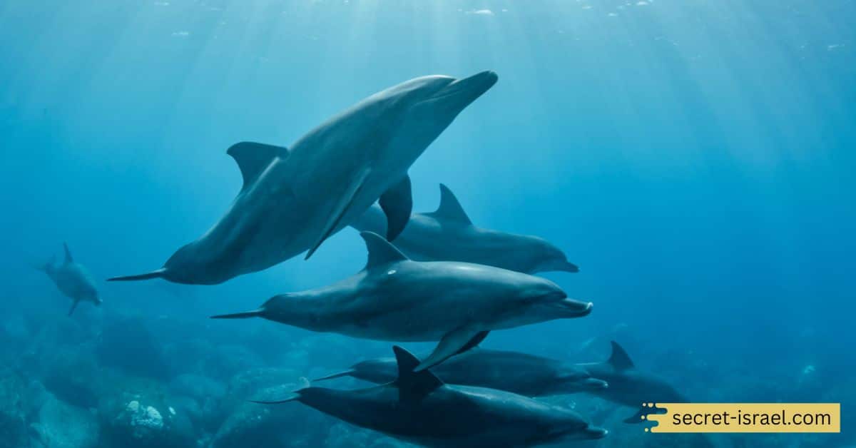 Dolphin Reef Eilat