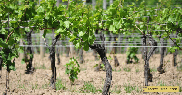 Domaine du Castel Winery