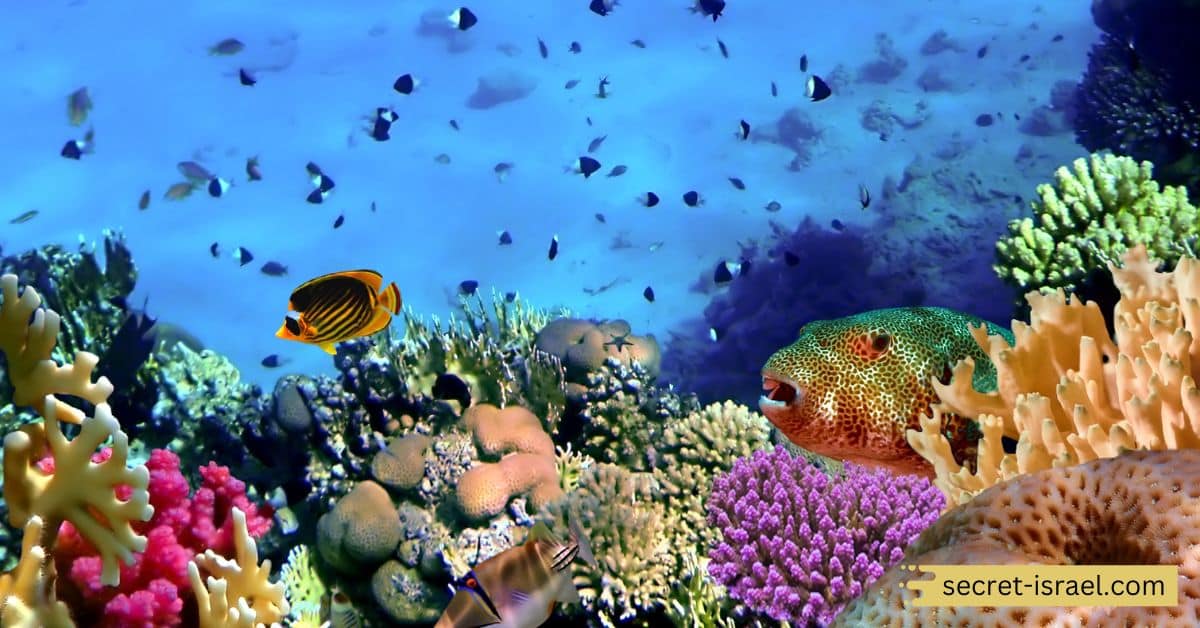 Eilat Coral Beach Nature Reserve