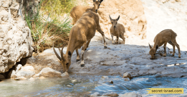 Ein Gedi - Dead Sea