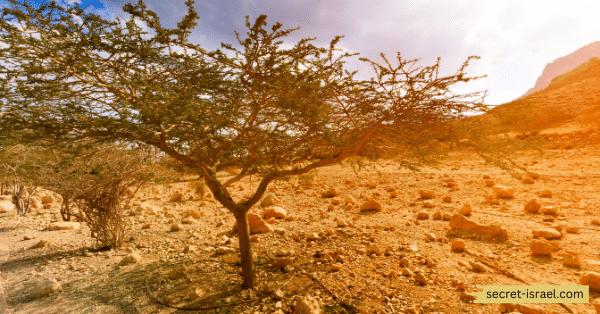 Ein Gedi Nature Reserve