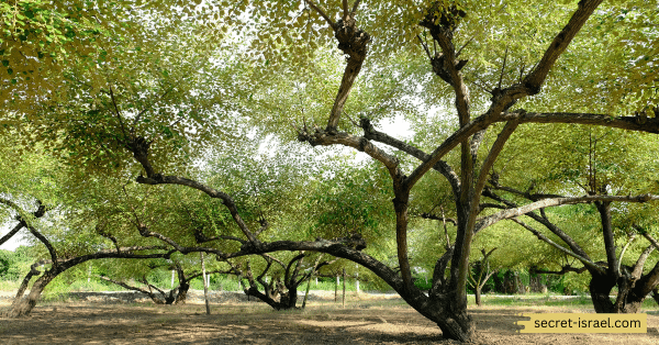 Examining the Resilience and Survival of the Ancient Jujube Tree