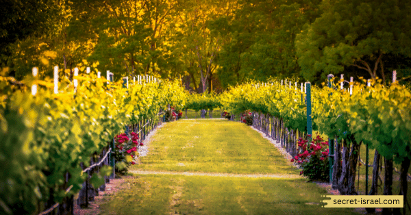 Galil Mountain Winery