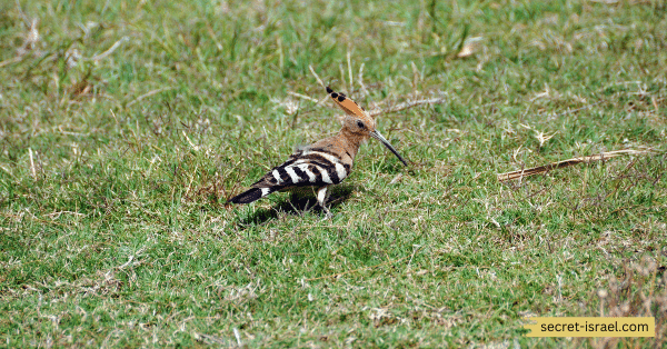 Go Birdwatching at the Tel Aviv Bird Sanctuary