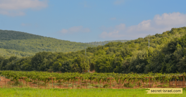 Golan Heights Winery