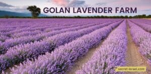 Golan Purple: Why Visit This Lavender Farm