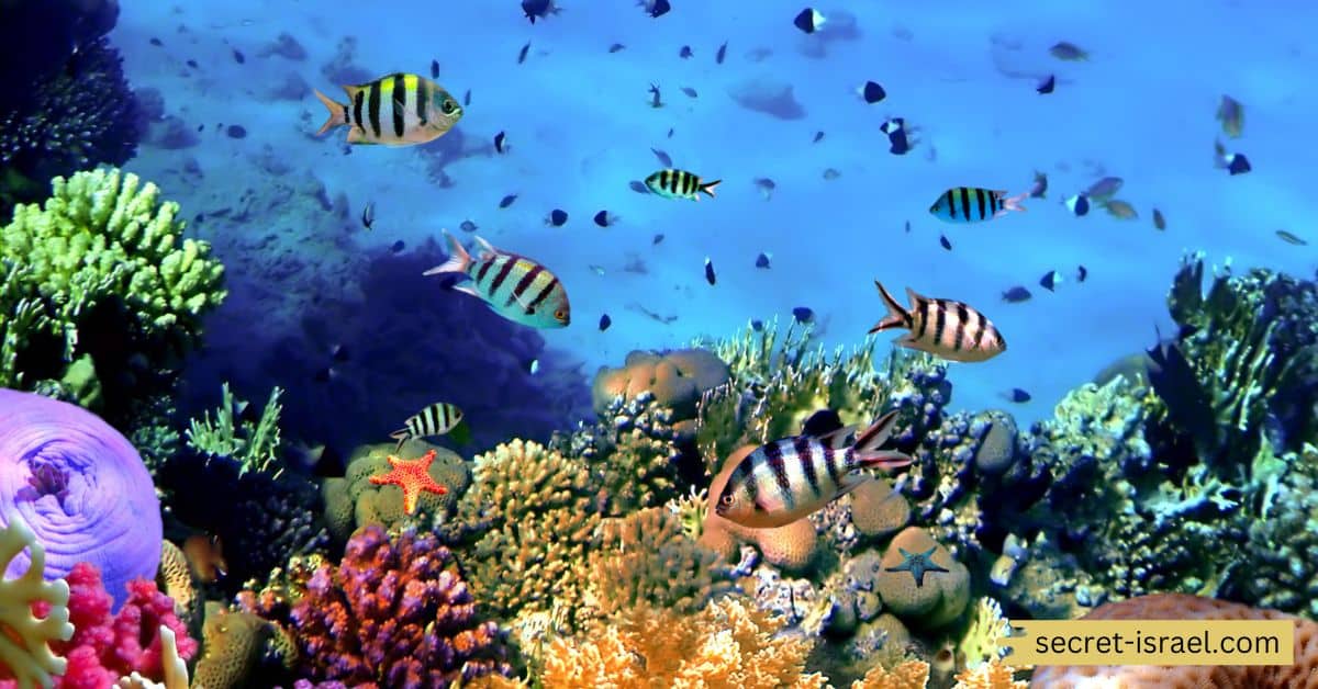 Kiwi Reef