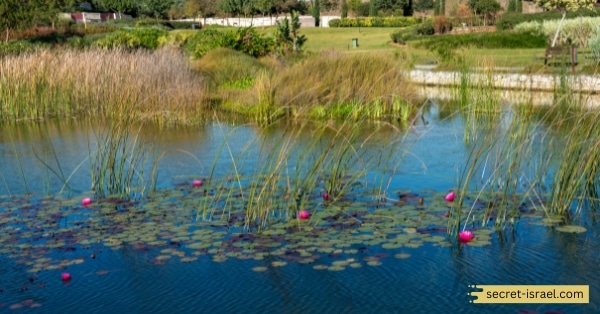 Man-Made Wonders_ The Waterfalls and Gardens