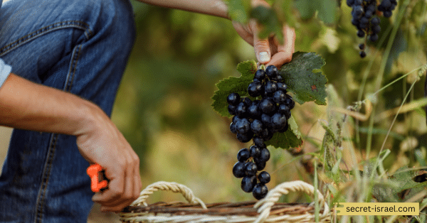 Margalit Winery