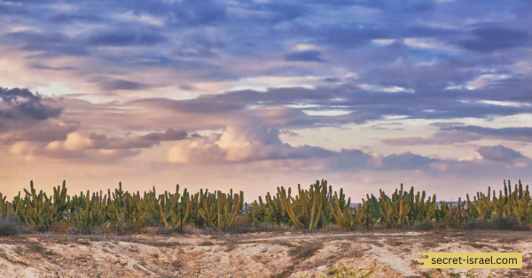 Negev Desert