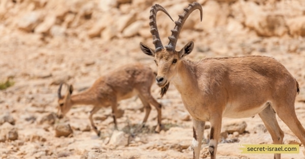 Nubian Ibex (Capra nubiana)