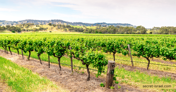Psagot Winery