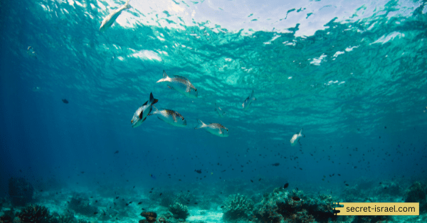 See the Marine Life at Coral Beach Reserve