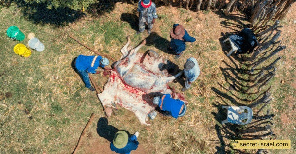 Slaughtering