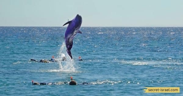 Spend time at Dolphin Reef in Eilat