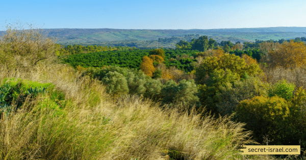 Tel Dan Nature Reserve