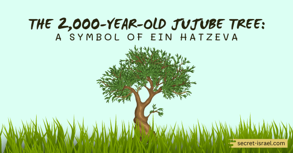 The 2,000-Year-Old Jujube Tree: A Symbol of Ein Hatzeva