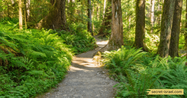 The Jesus Trail