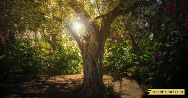 The Jujube Tree as a Representation of Ein Hatzeva's Identity