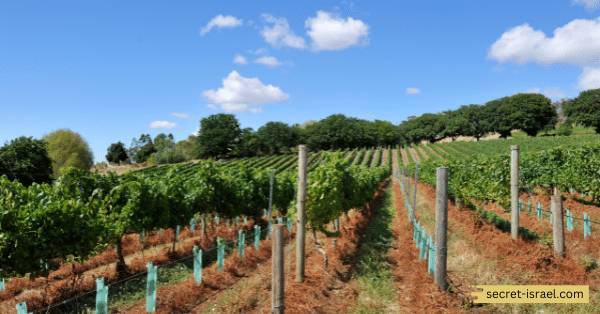 Tishbi Winery