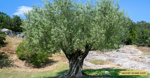 Tracing the Legacy of the 2,000-Year-Old Jujube Tree