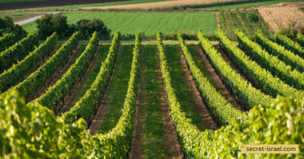 Tulip Winery