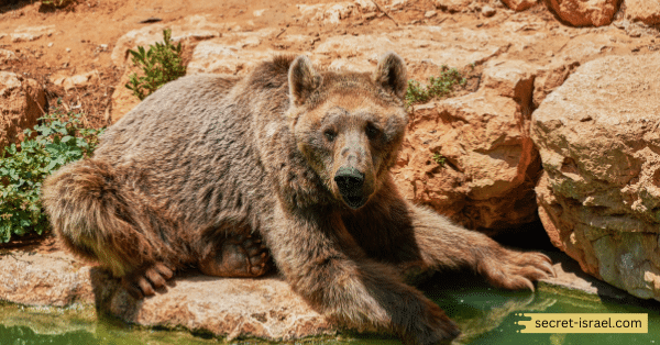 Visit Biblical Zoo and Aquarium Jerusalem