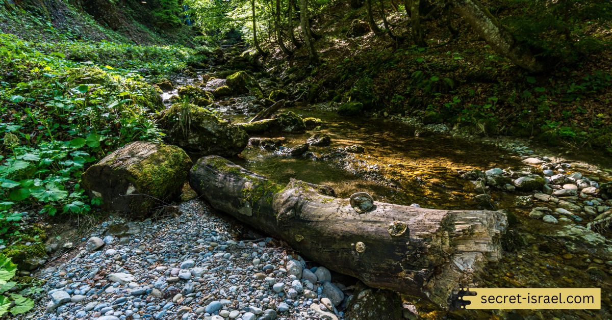 Yarmouk Nature Reserve