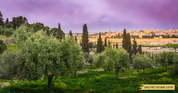 Climb up the Mount of Olives
