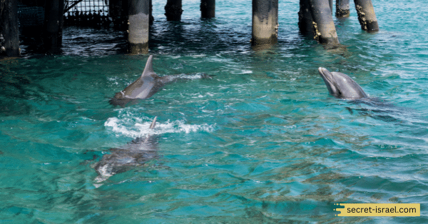 Dolphin Beach, Eilat