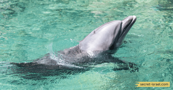 Dolphin Reef Beach, Eilat