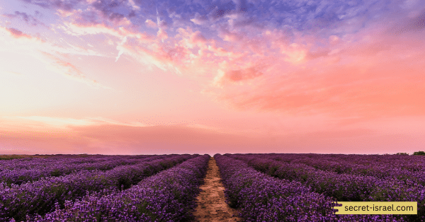 Experience the Beauty of Lavender Fields