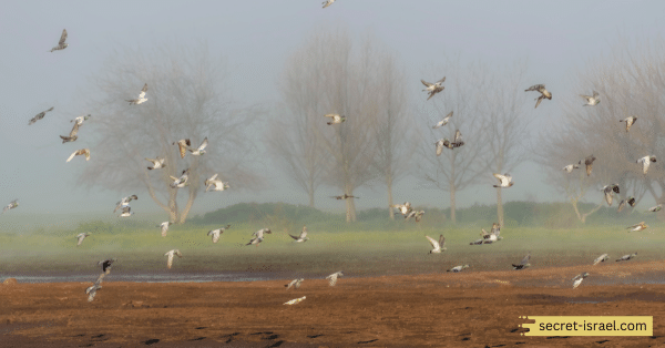 Hula Valley Nature Reserve