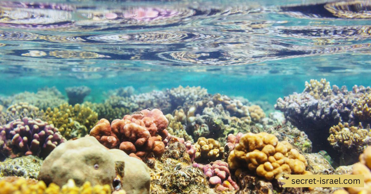 Coral Beach Nature Reserve