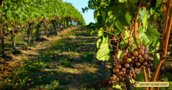 Yatir Winery