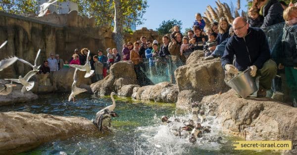 Feed the Animals at Biblical Zoo in Jerusalem