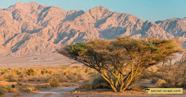 Arava Acacia (Acacia pachyceras)