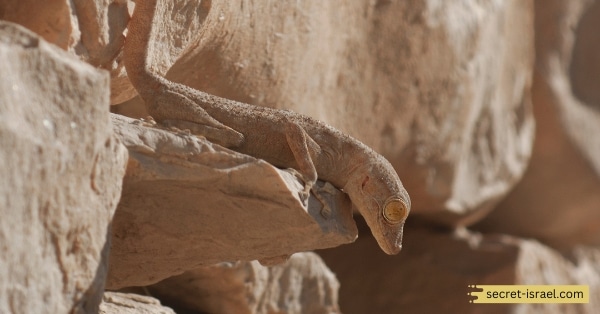 Arava Fan-Footed Gecko (Ptyodactylus guttatus)