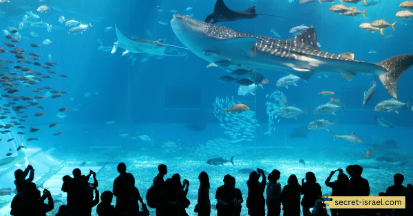 Dolphin Reef Aquarium
