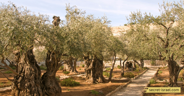 Exploring the Fascination Surrounding the 2,000-Year-Old Jujube Tree in Ein Hatzeva