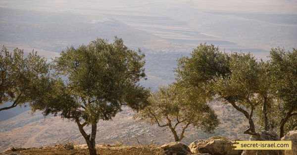 How Ein Hatzeva Preserves and Celebrates the Jujube Tree