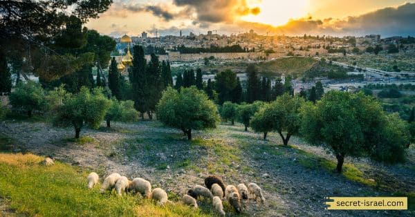 Mount Olivet (The Mount of Olives)_ A Symbol of Peace