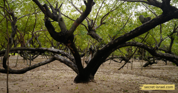 The Jujube Tree's Role in Local Beliefs and Traditions in Ein Hatzeva