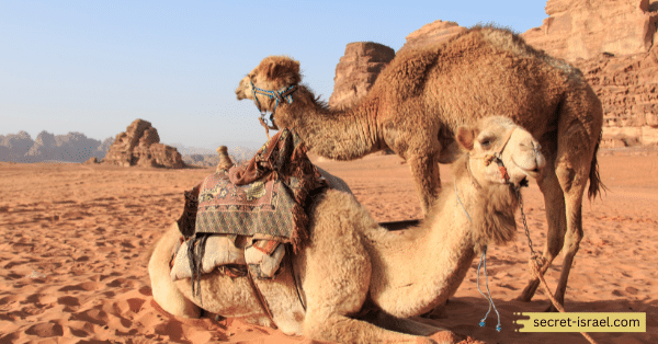 Ride camels in Wadi Rum